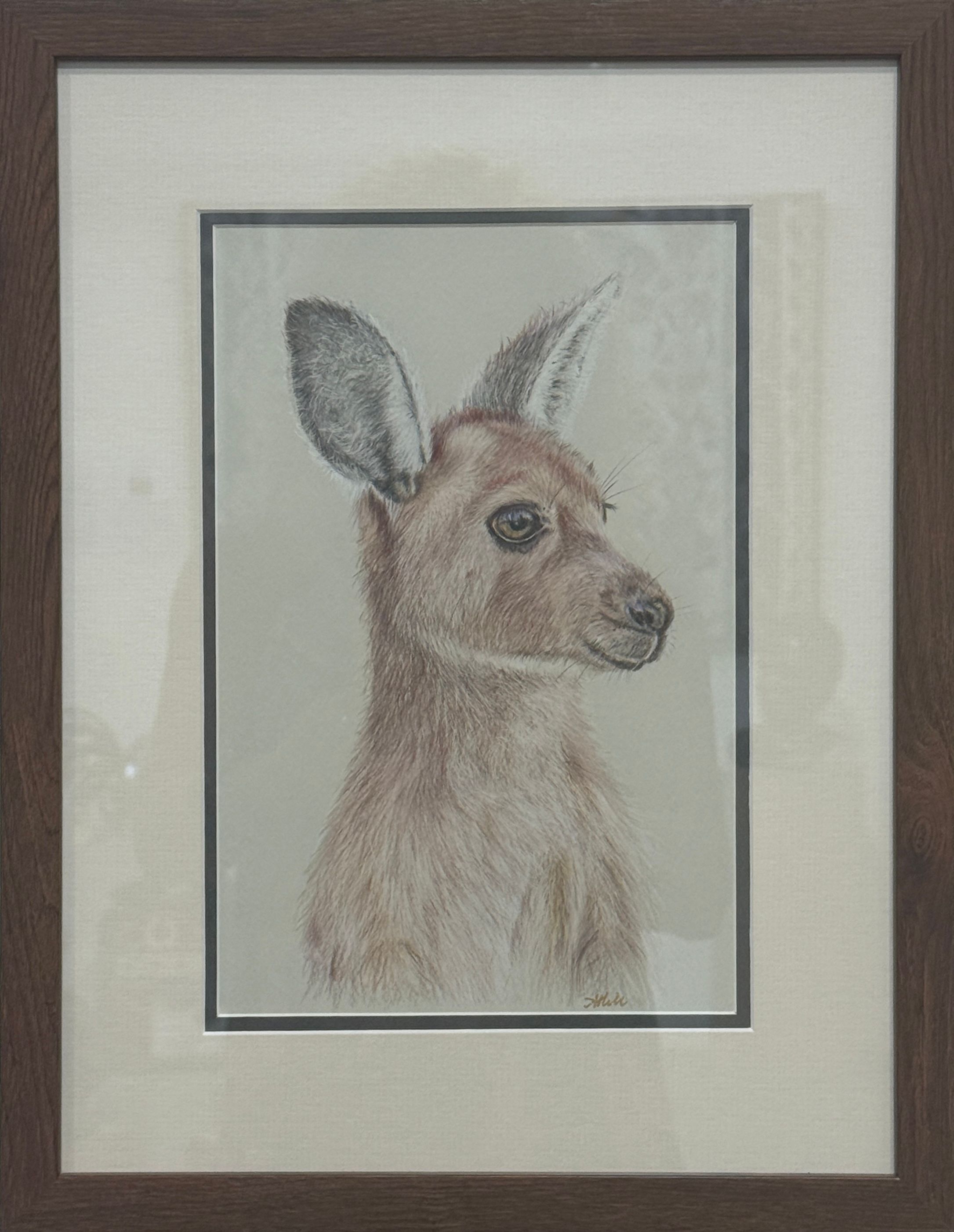 Joey, pencil drawing on paper - framed by Amanda Hill, available at Straddievarious Brisbane art gallery