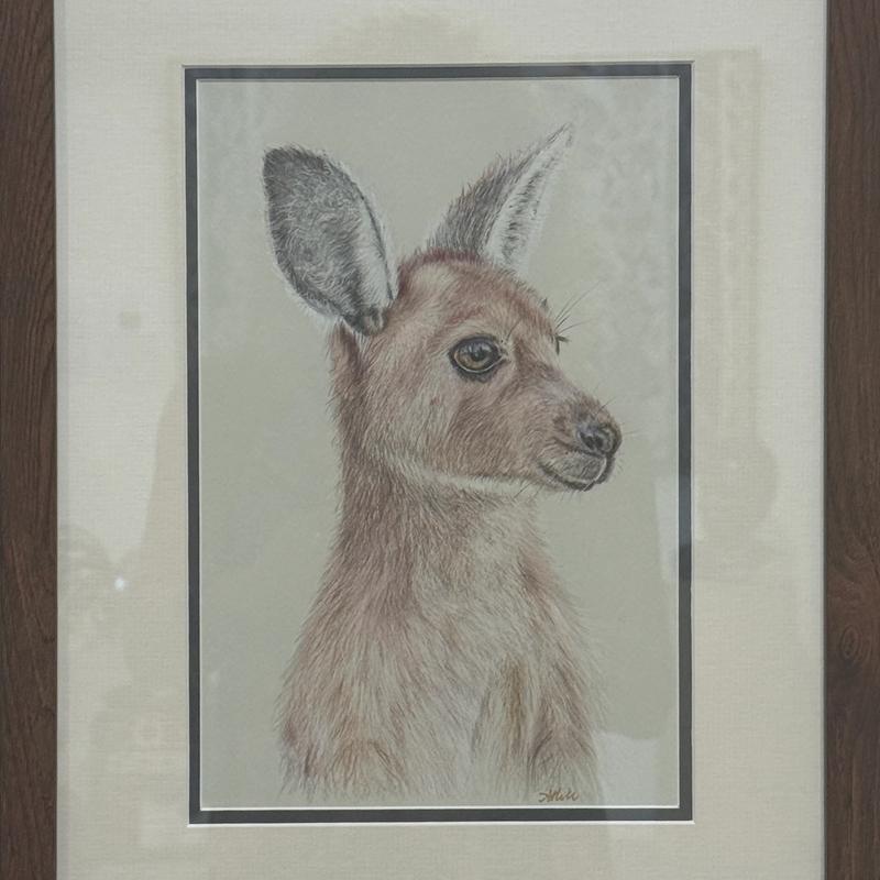 Joey, pencil drawing on paper - framed by Amanda Hill, available at Straddievarious Brisbane art gallery