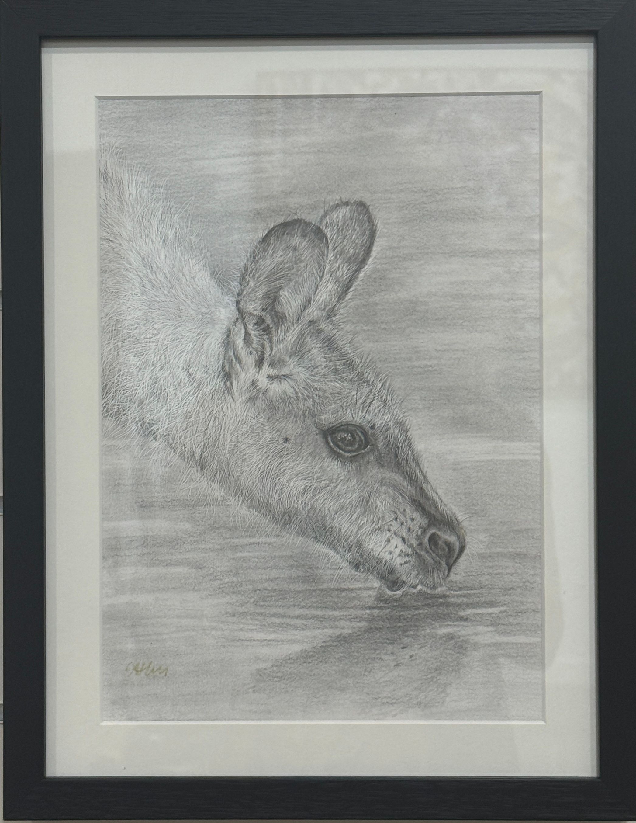 Wallaby Drinking, pencil drawing on paper - framed by Amanda Hill, available at Straddievarious Brisbane art gallery
