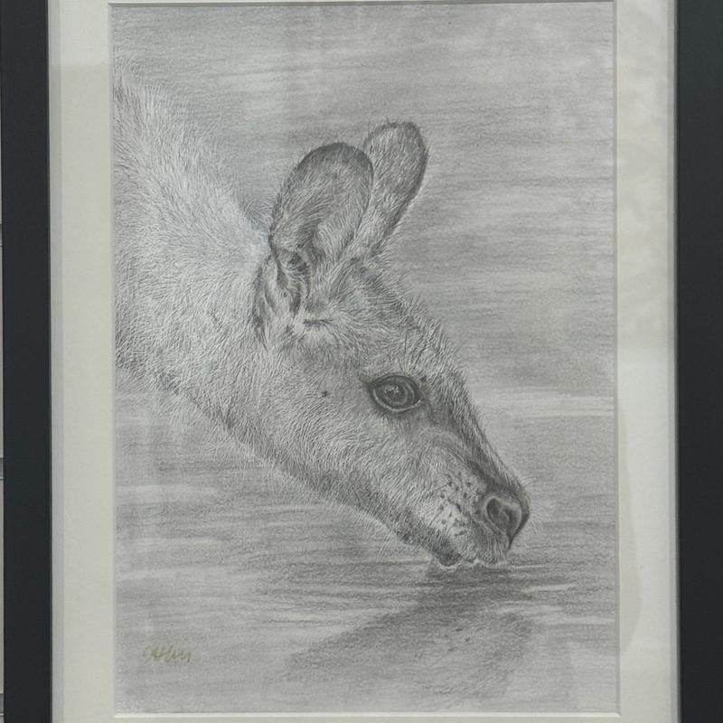Wallaby Drinking, pencil drawing on paper - framed by Amanda Hill, available at Straddievarious Brisbane art gallery