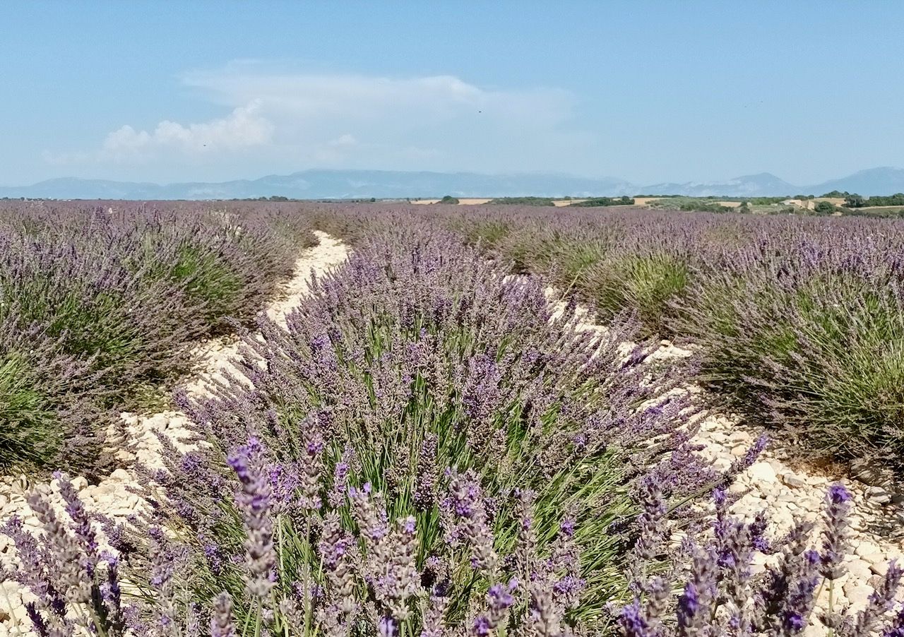 Valensole