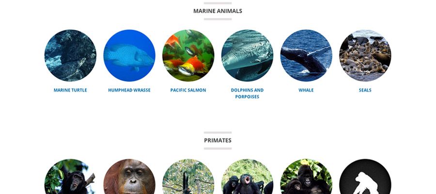 World Wildlife Fund