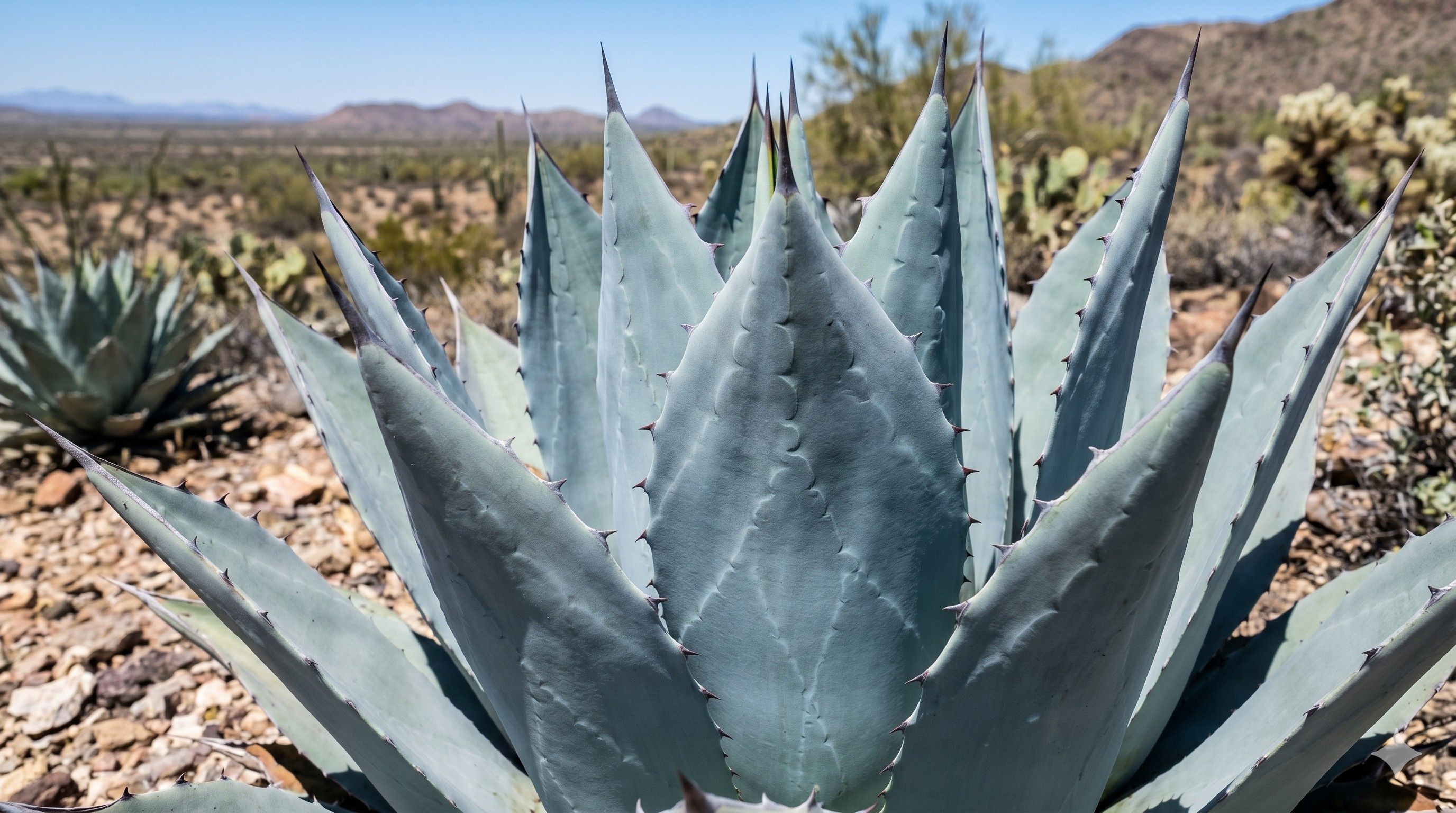 Agave (Latince: Agave tequilana)