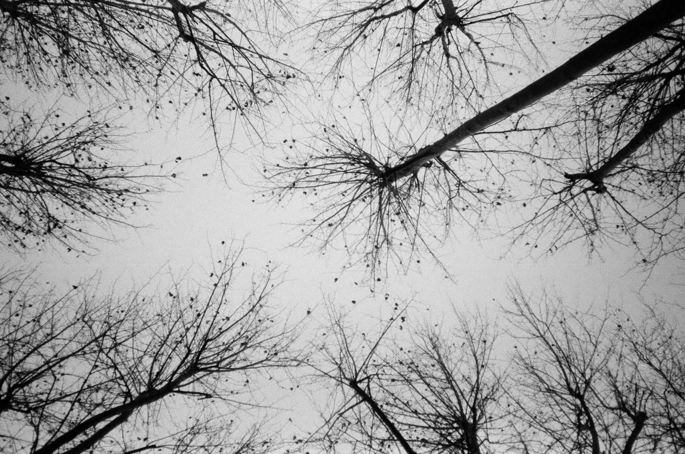 Analogiche
