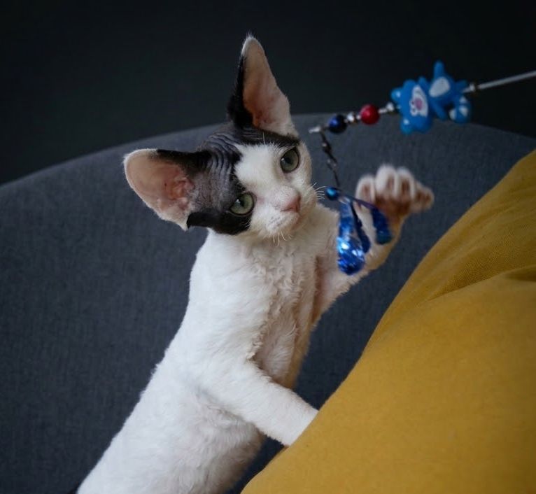 A black-and-white Devon Rex cat with curly fur and large ears plays with a wand toy near a yellow cushion.