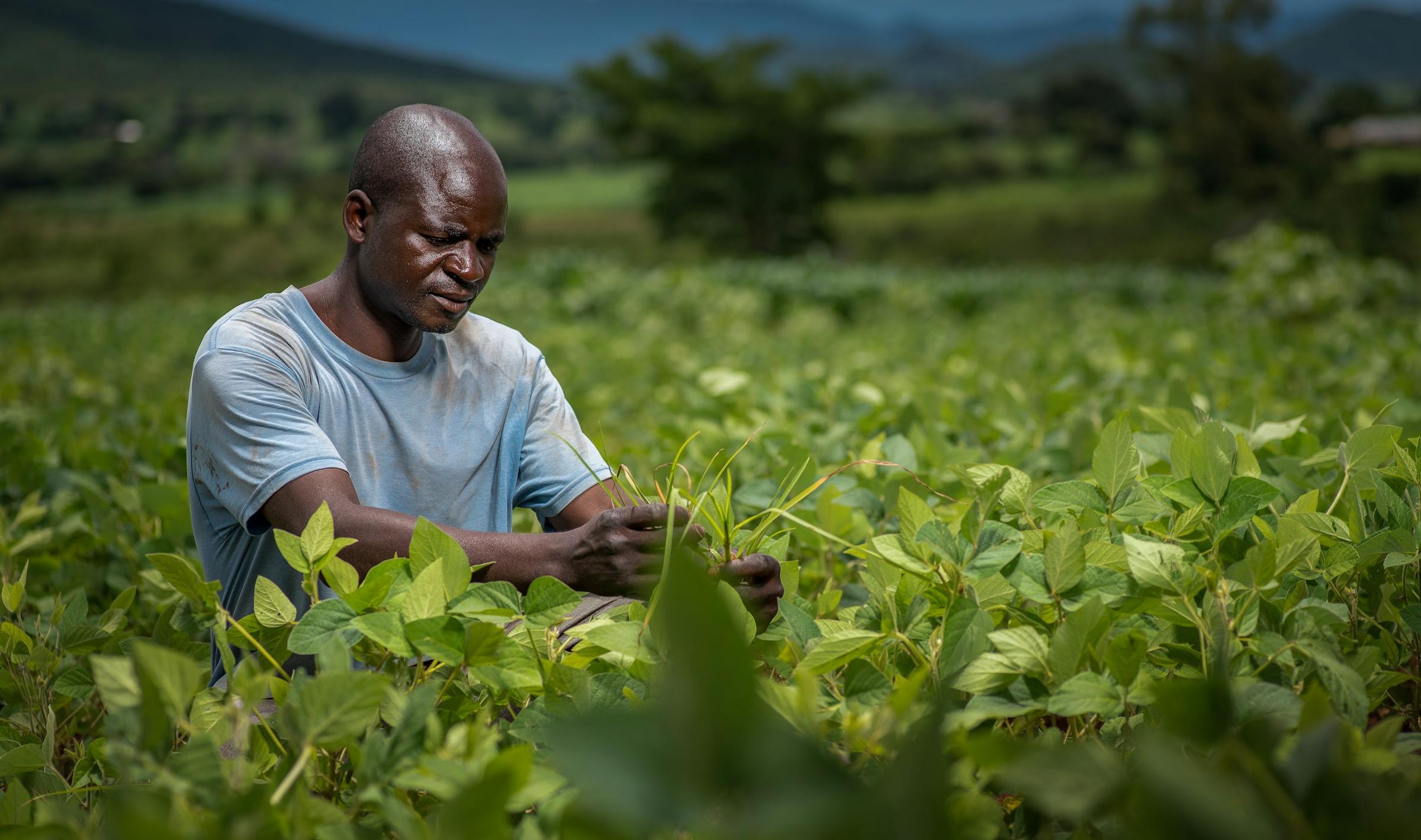 A farmer tending his crops in a green field.