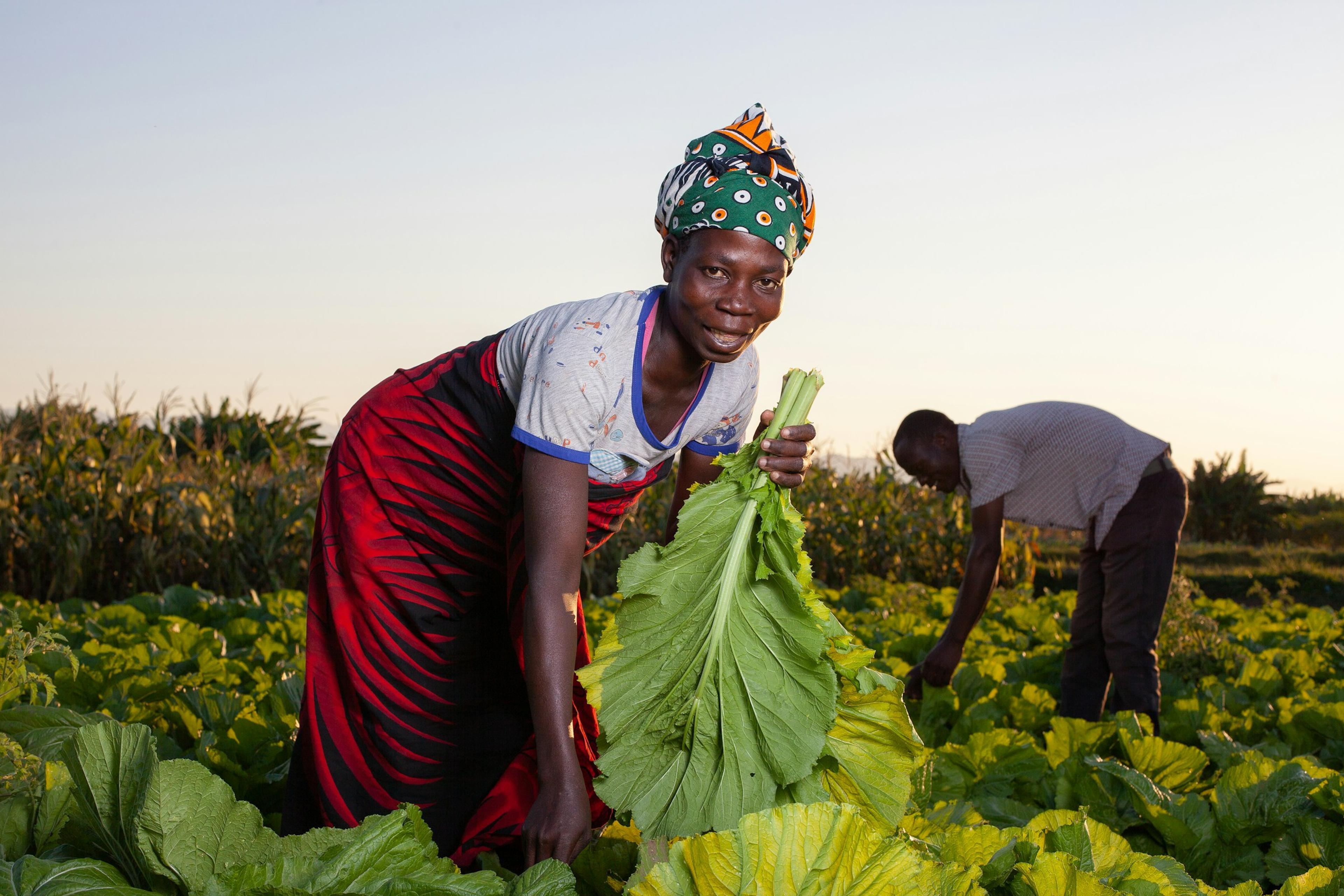 Farmers harvesting leafy greens in the field.