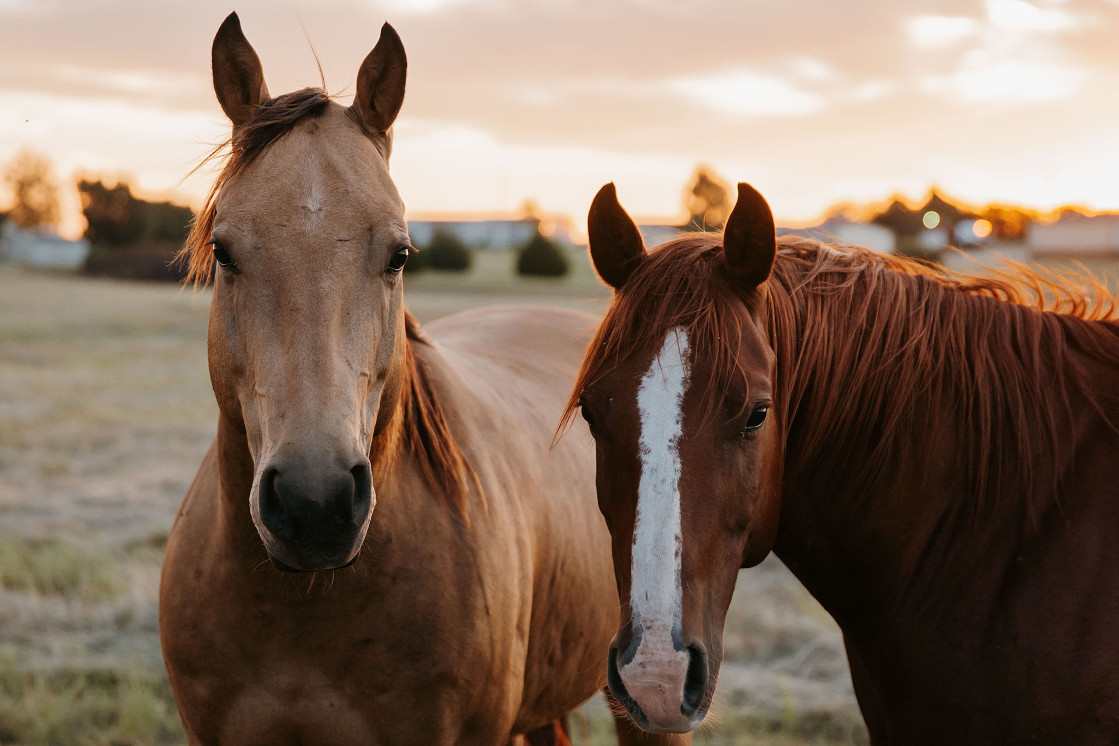 Two brown horses in an open field.