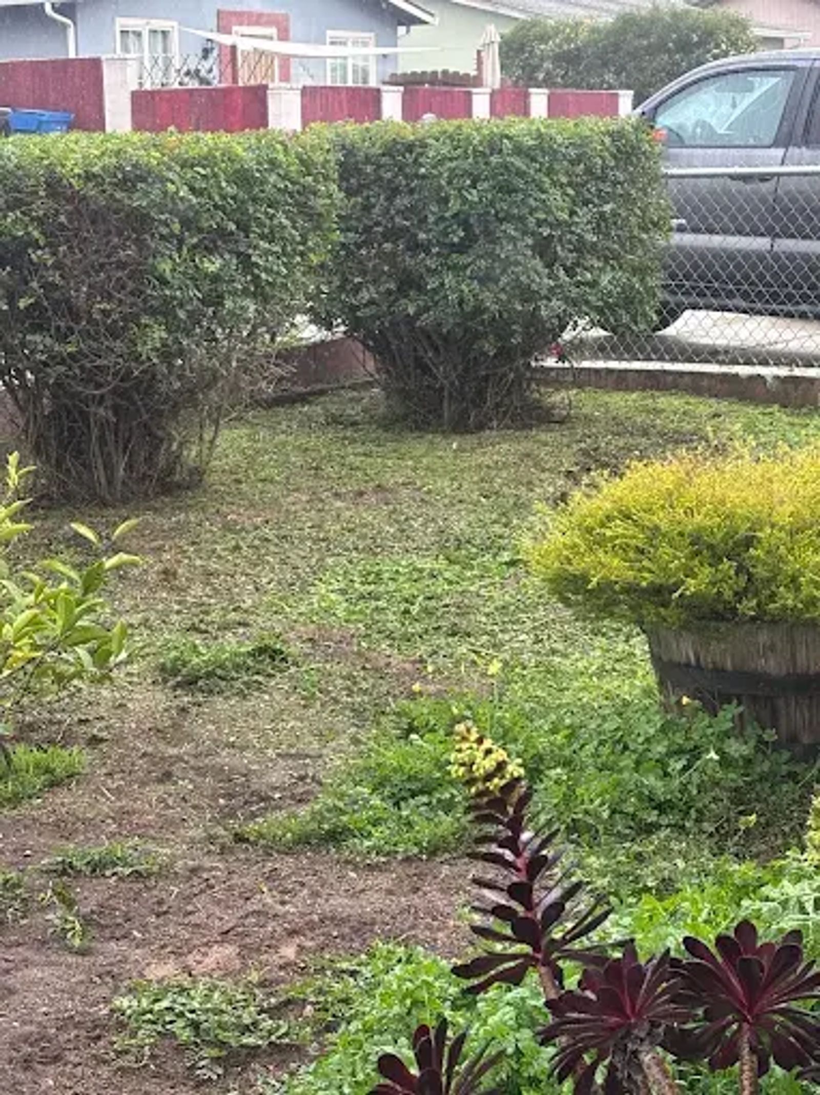 Precision hedge trimming and shrub shaping for a Watsonville residence