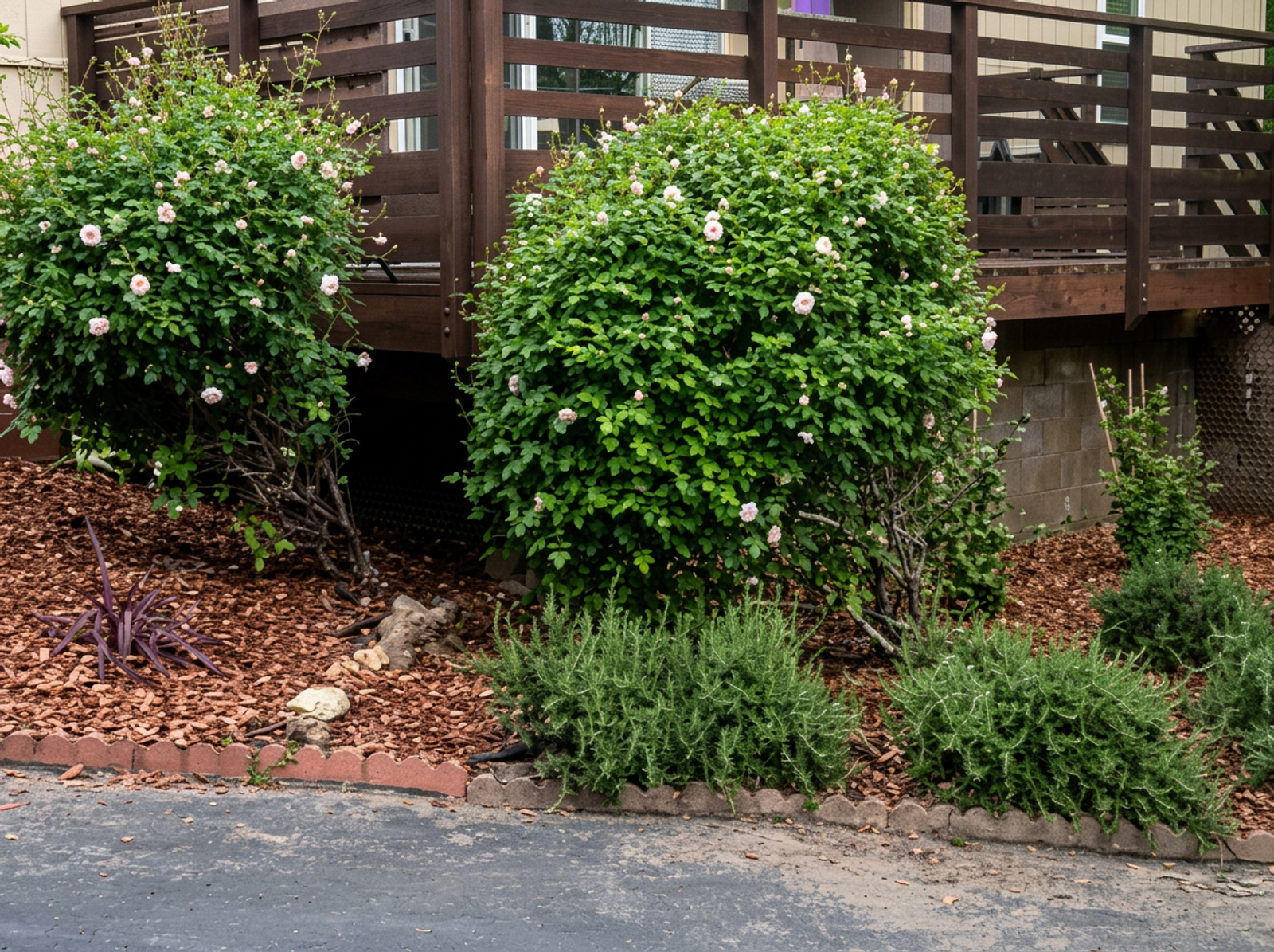 Flowering shrub landscaping accent bed installed in a Watsonville front yard