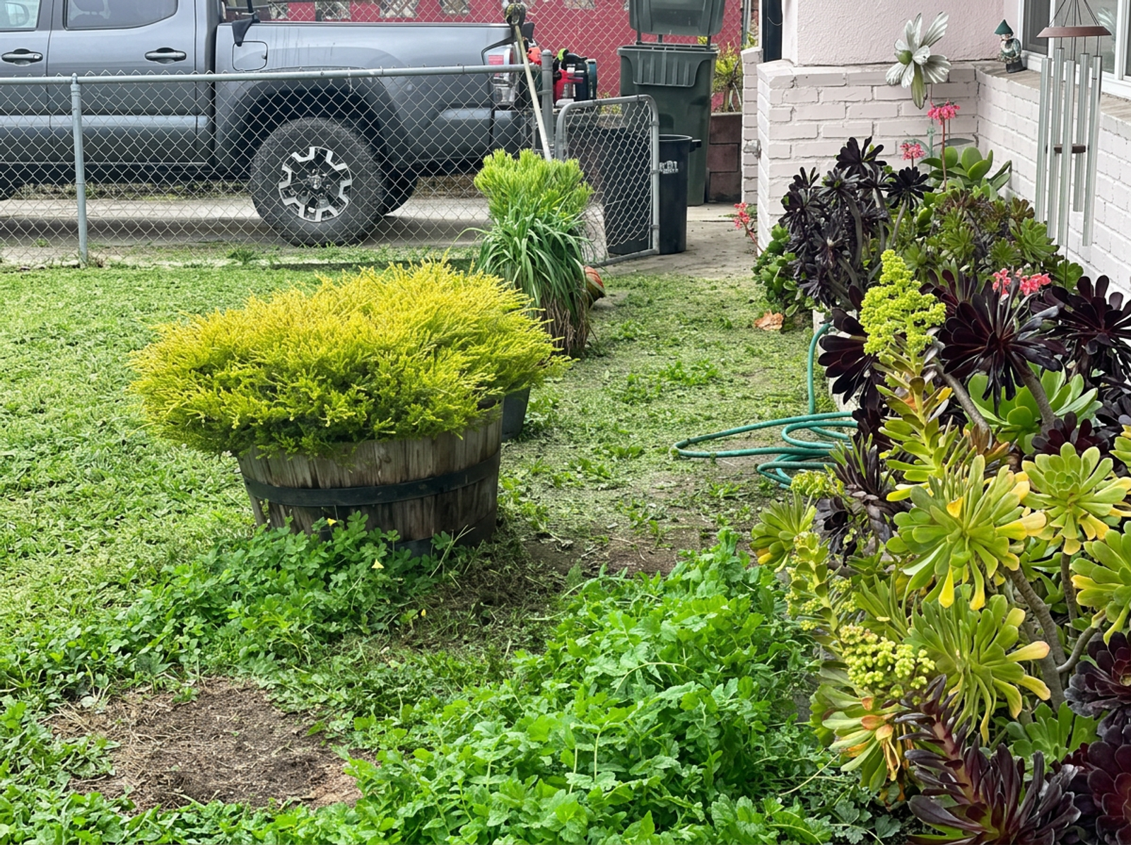 Front yard cleanup and debris removal completed by Salmeron Landscaping in Watsonville