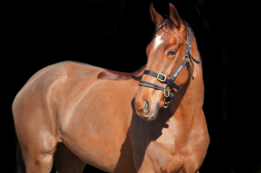 Equestrian