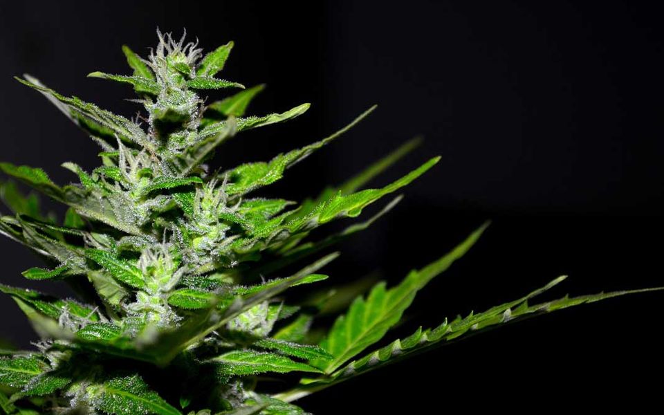hemp-guarantee