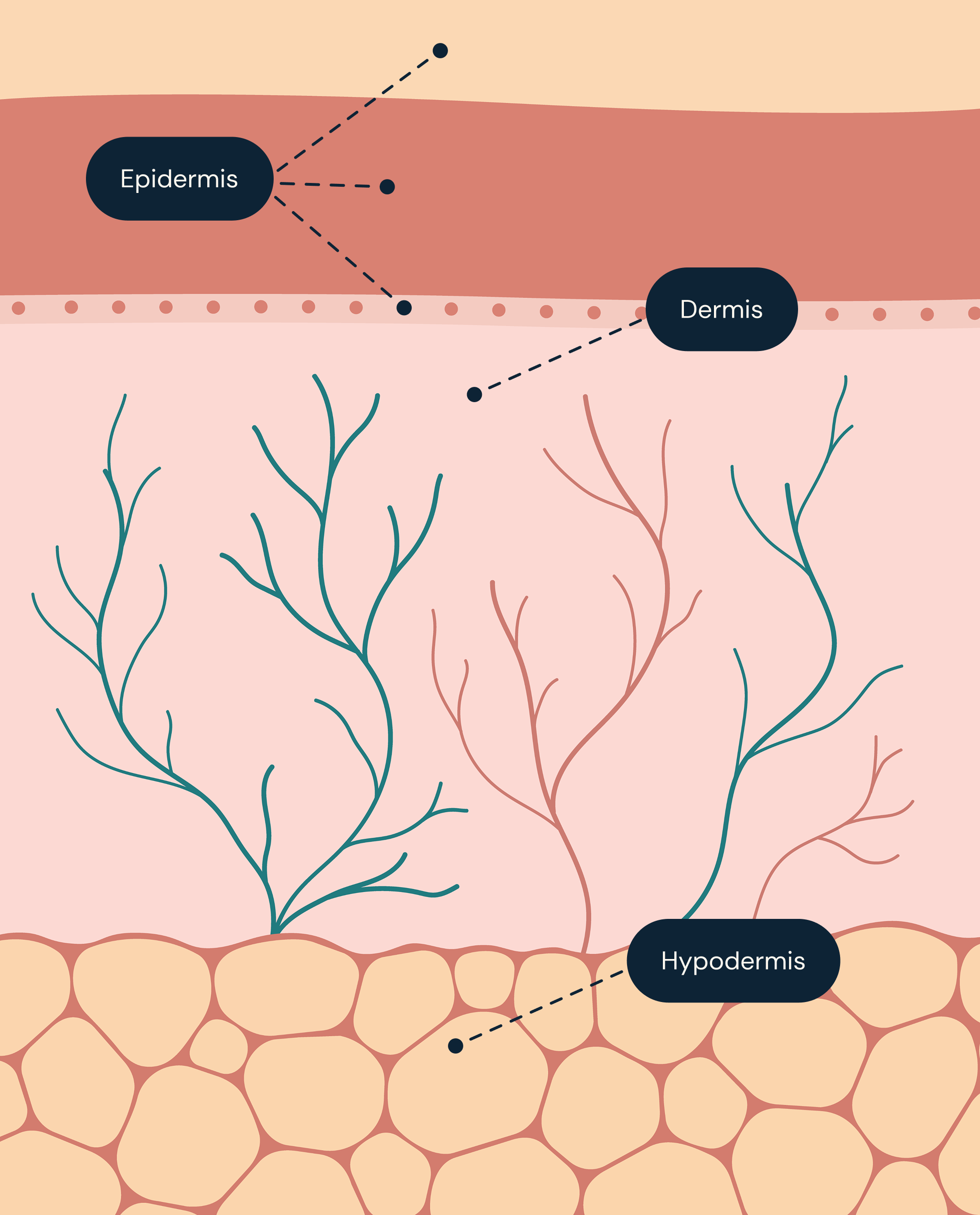 Illustrated cross-section of human skin with three labelled layers: the epidermis (outermost, shown as horn layer, rosa layer and basal cell layer), the dermis with branching blood vessels, and the hypodermis containing fat cells.