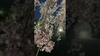 【富山市】一本桜🌸夜桜で見る芸術と自然の美｜富山県水墨美術館 サムネイル