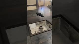 【高岡市】歴史を感じる国宝勝興寺(しょうこうじ)が厳かで素晴らしかった サムネイル