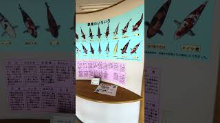 【福岡町】平成15年開園！地元民だけが知ってる？鯉だらけの不思議な公園「福岡町鯉の里公園」 サムネイル
