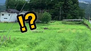 【立山町】ヘルジアン・ウッド周辺で特別天然記念物と遭遇！？自然観察の醍醐味を体験 サムネイル