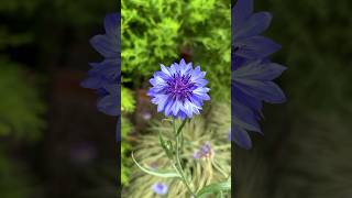 【南砺市】キク科植物に特化した南砺市園芸植物園・フローラルパークでお花を鑑賞 サムネイル