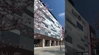 【富山市】気温19℃、晴れた空と桜とマルート サムネイル