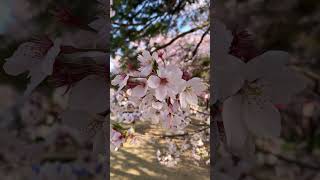【高岡市】桜を見ながら早朝の高岡古城公園を散歩してきたよ サムネイル