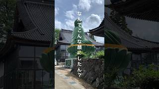 【砺波市】※閲覧注意！なんでこんな顔にしたん？｜庄川大仏 サムネイル