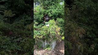 【魚津市】バブル期の20年間を駆け抜けた旅館｜天神山温泉 宝泉閣(ほうせんかく)【廃墟】 サムネイル