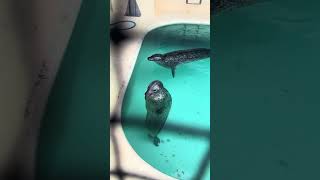 【魚津市】毎日暑いのでゴマフアザラシを見て涼しさを感じよう！魚津水族館の癒し体験 サムネイル