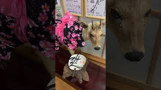 【滑川市】山の中の隠れた温泉♨みのわ温泉で、ねまられ〜(「休んでいってね」という富山弁)☺ サムネイル