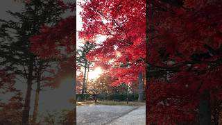 【富山市】姉倉比売神社(舟倉)の紅葉がすごい！ サムネイル