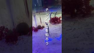 【滑川市】チンアナゴを知ろう｜ほたるいかミュージアム サムネイル