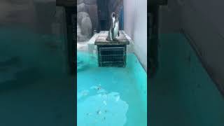 【魚津市】3羽のペンギンの日常｜魚津水族館 サムネイル