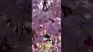 【富山市】朝6時、蚤の市の雰囲気と神聖な場所で咲く桜｜富山県護国神社 サムネイル