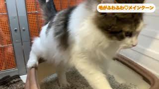 【富山市】猫かわいい🐱ふわふわメインクーン｜グリーンマーケット富山南店 サムネイル
