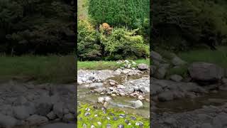 【魚津市】片貝山ノ守キャンプ場の紅葉具合はこんな感じ サムネイル