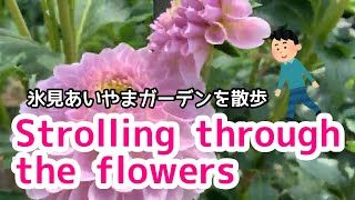 【氷見市】バラの見頃を外した時期に散歩【ダリアは見頃】｜氷見あいやまガーデン サムネイル