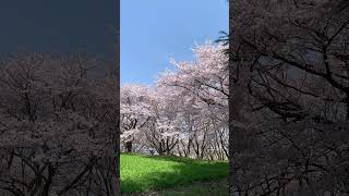 【射水市】太閤山ランドの桜吹雪が凄かった サムネイル