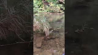 【小矢部市】宮島峡の紅葉と滝群 サムネイル
