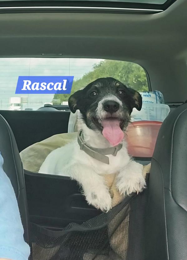 Rascal