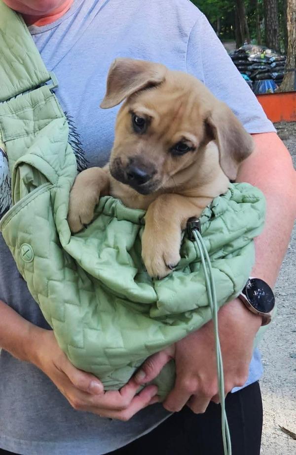 Chico