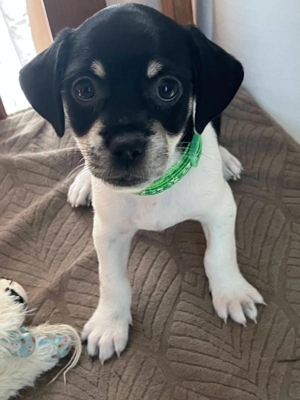 Oreo