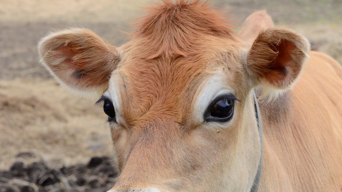 This Jersey heifer will grow to produce milk that's high in butterfat content.