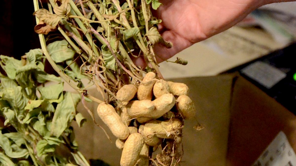 Ontario peanuts