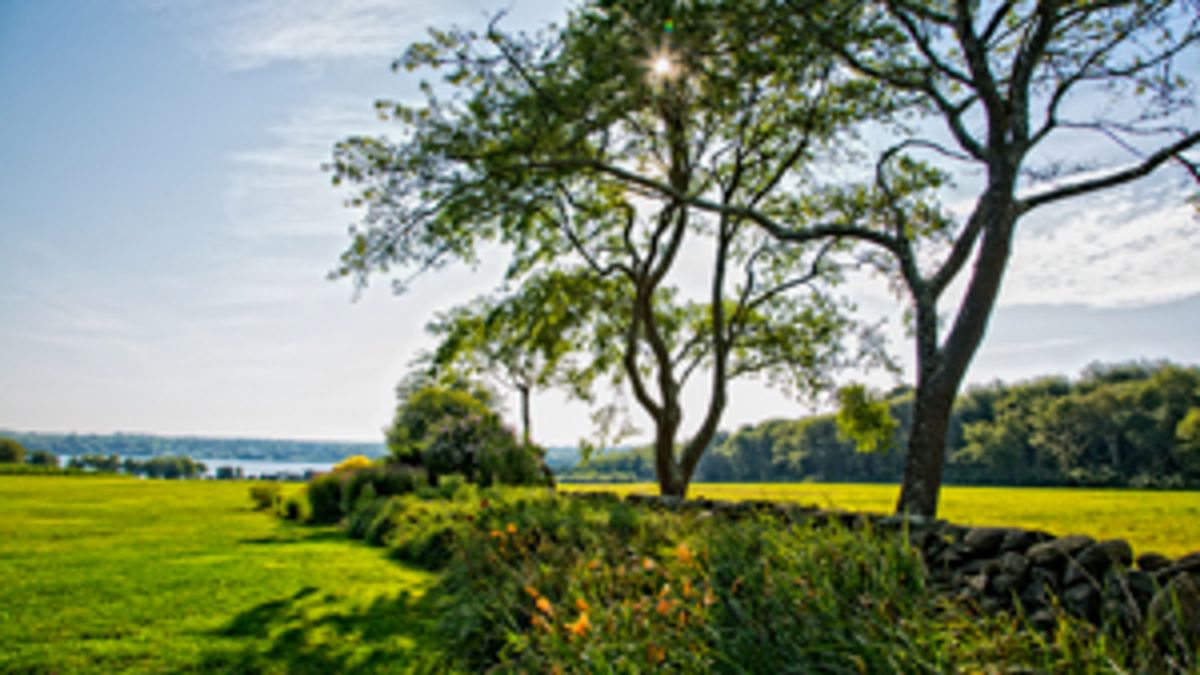 Carolyn's Sakonnet Vineyard