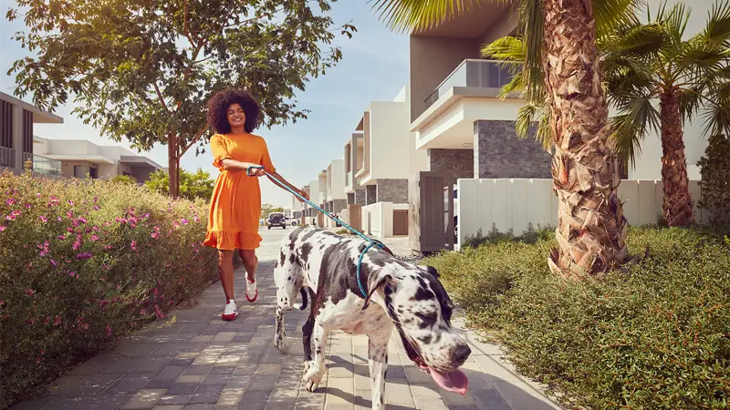 The Dahlias - Image 3