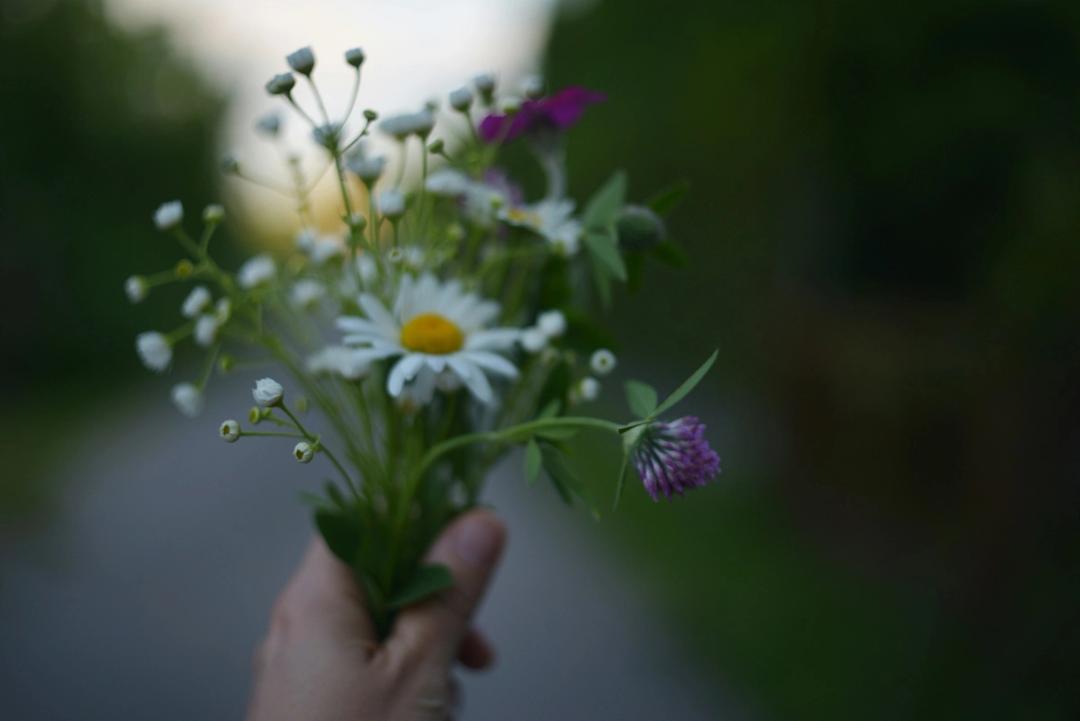 Eine Hand hält einen kleinen Strauß frisch gepflückter Gänseblümchen und Wildblumen vor einem dunklen, unscharfen Hintergrund.