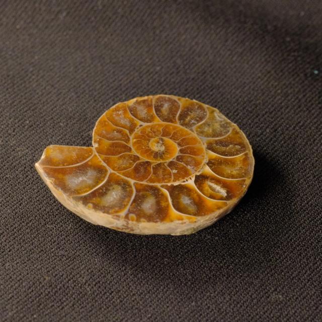 Ammonite