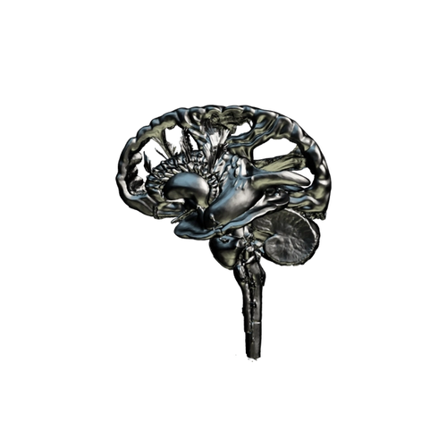 Model of a Human Brain