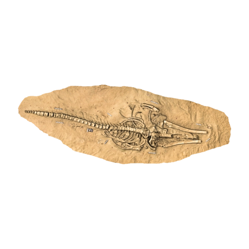 Whale Fossil From Excavation Site MPC 677