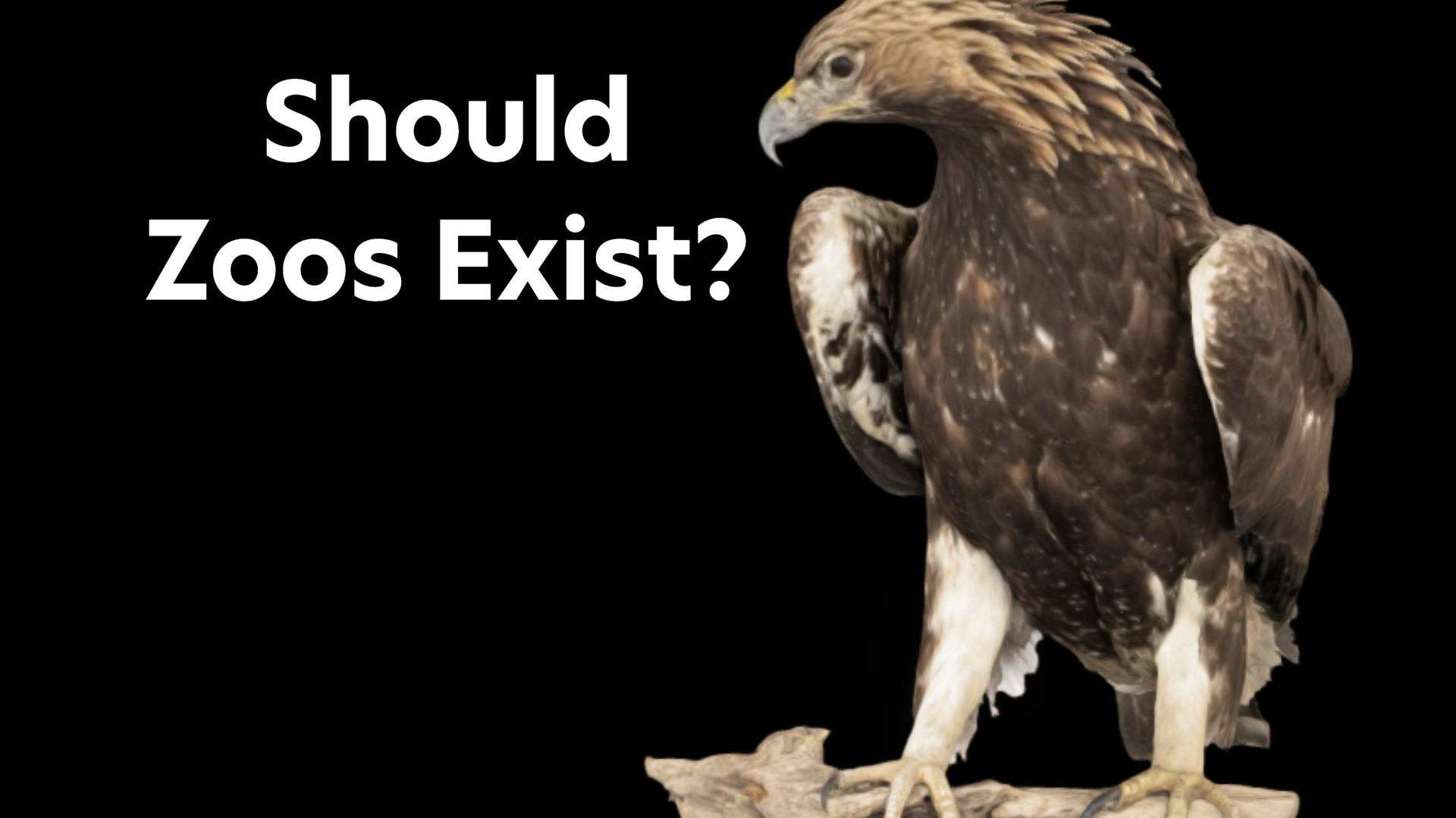 Should Zoos Exist?